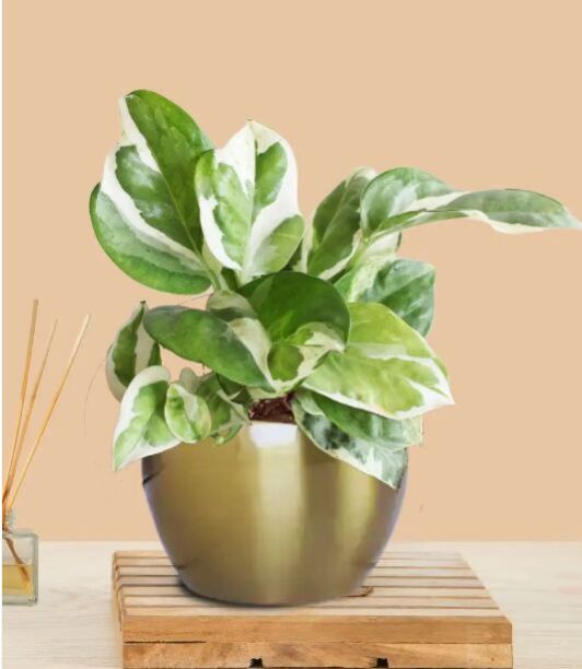 Money Plant Njoy (Small) In Golden Metal Pot