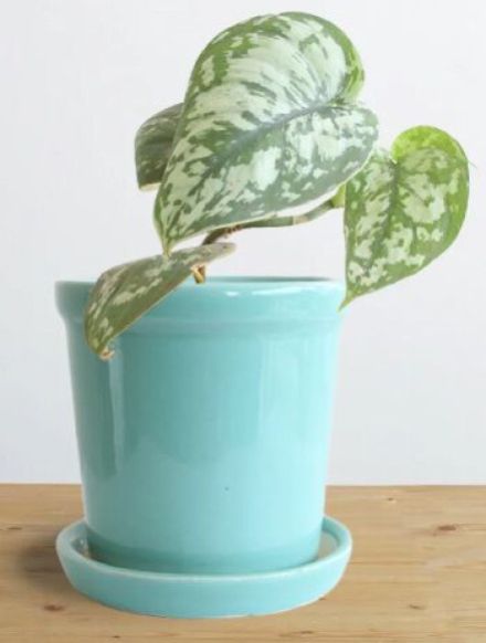 Money Plant Satin (Small)