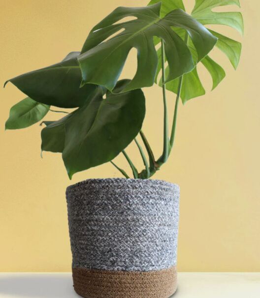 X-large Monstera Deliciosa Plant