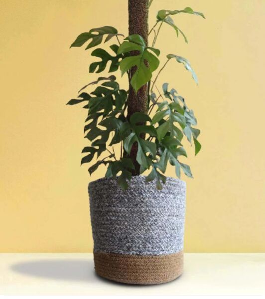 Monstera Minima X-large Plant