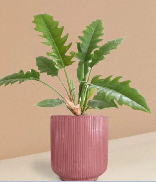 Narrow Escape Philodendron Plant In Ceramic Pot (Large)
