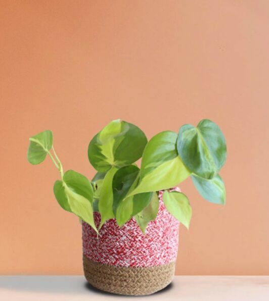 Oxycardium Brasil Medium Pot