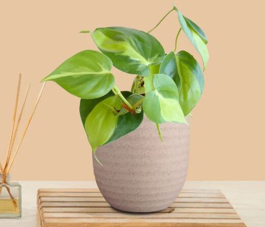 Oxycardium Brasil Small Eco Pot Plant