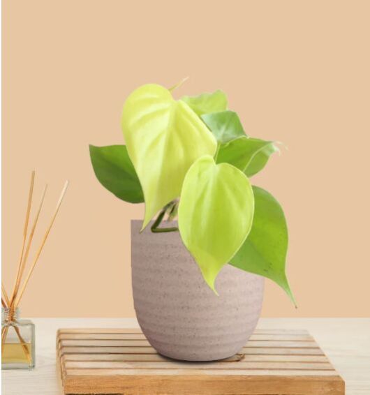 Eco Pot Oxycardium Golden Small Plant