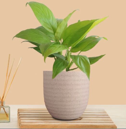 Eco Pot Peace Lily Golden Small Plant