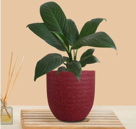 Peace Lily Green (Small) In Eco Pot