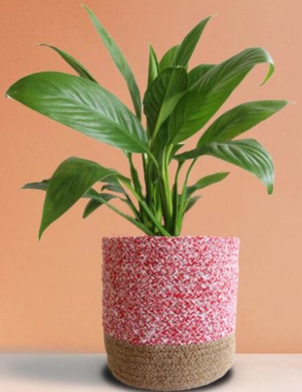 Peace Lily Large Plant