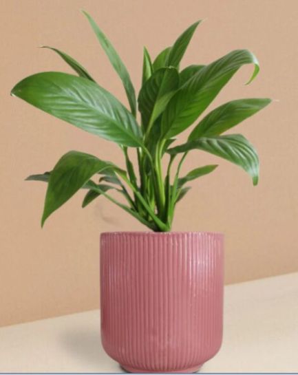 Peace Lily Plant In Ceramic Pot (Large)