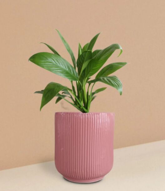 Peace Lily Plant In Ceramic Pot (Medium)