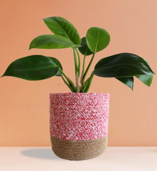 Peace Lily White Stripe (Small)