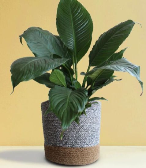 Peace Lily X-large Plant