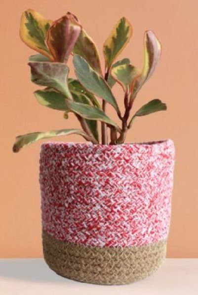 Peperomia Ginny Rainbow Medium Plant