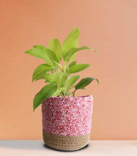 Philodendron Ceylon Golden (Medium)