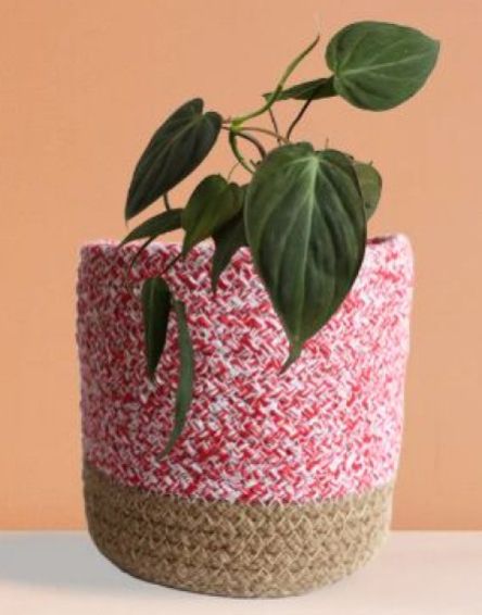 Philodendron Micans Medium Plant