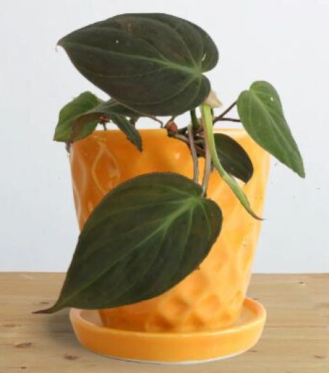 Philodendron Micans Small Plant