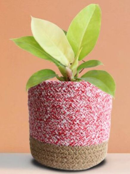 Philodendron Moonshine Medium Plant