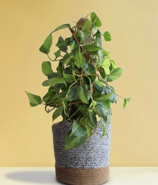 Philodendron Oxycardium Brasil (x-large)