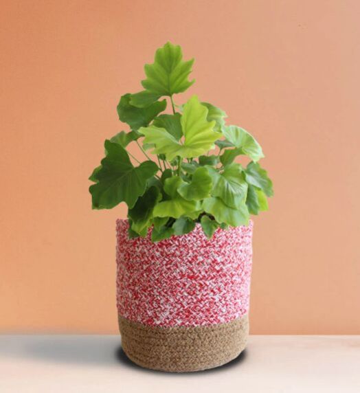 Philodendron Shangri-la Large Plant