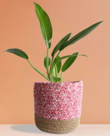 Philodendron Wendlandii Medium Plant