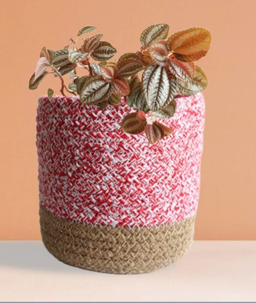 Pilea Friendship Medium Plant