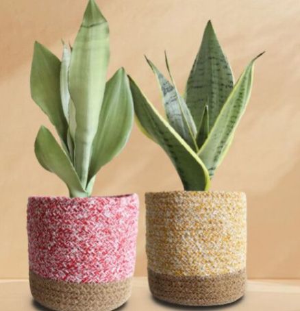 Precious Snake Plants Duo
