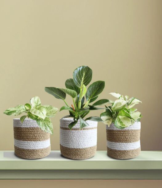 Rare Variegated Combo Plant