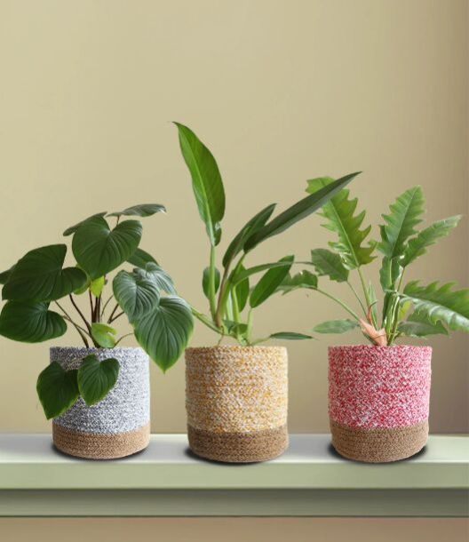 Rarest Of Rare Combo Three Plants