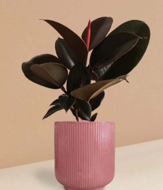 Rubber Burgundy Plant In Ceramic Pot (Large)