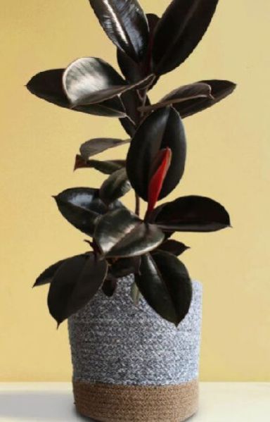 Rubber Plant - Burgundy (x-large)
