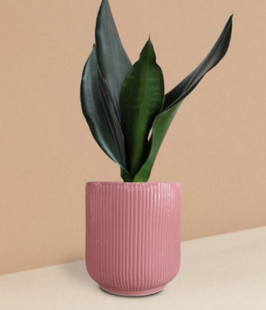 Snake Plant Black Dragon In Ceramic Pot (Medium)