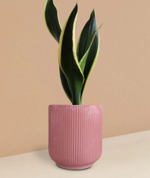 Snake Plant Black Jack In Ceramic Pot (Medium)