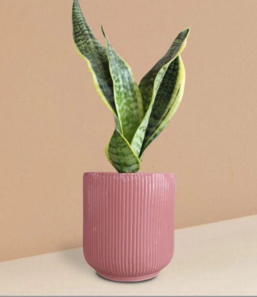 Snake Plant Futura Superba In Ceramic Pot (Medium)