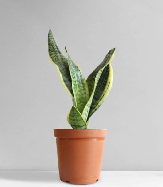 Snake Plant Futura Superba (Medium)