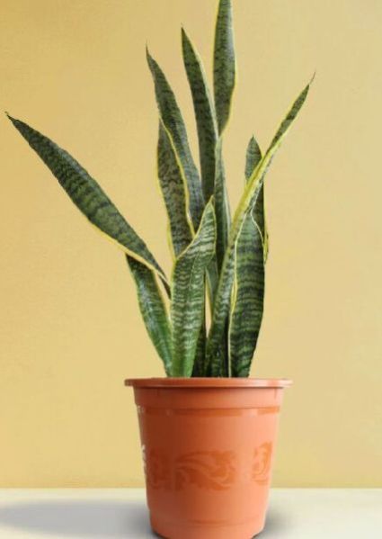 Snake Plant Laurentii (x-large)