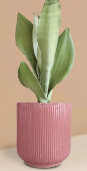 Ceramic Snake Plant Moonshine Pot Plant