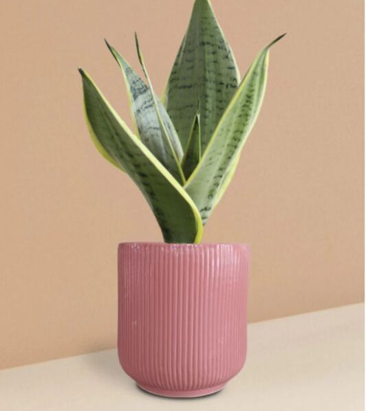 Snake Plant Silver Queen In Ceramic Pot (Medium)