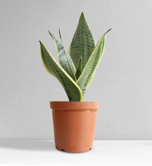 Snake Plant Silver Queen (Medium)