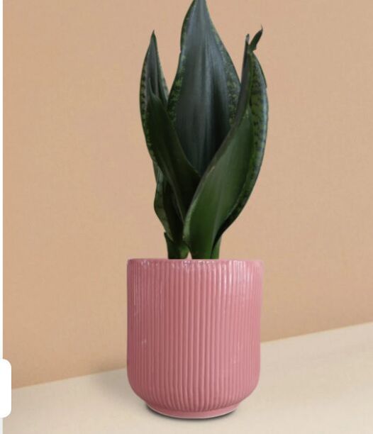Snake Plant Whitney In Ceramic Pot (Medium)