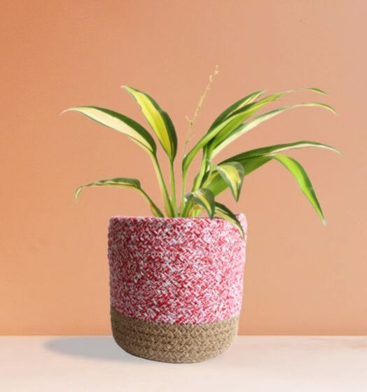Spider Plant Golden (Medium)