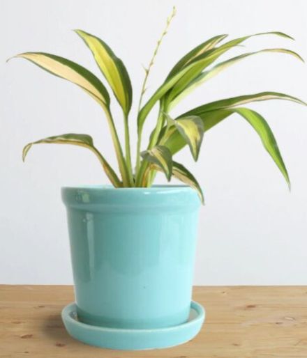 Spider Plant Golden (Small)