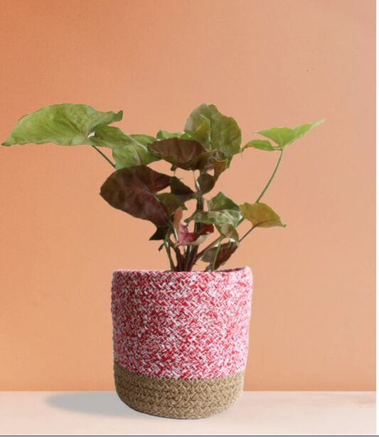 Syngonium Bronze Medium Plant