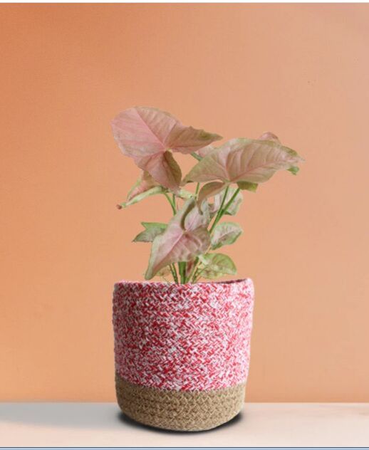 Syngonium Neon Robusta Medium Plant