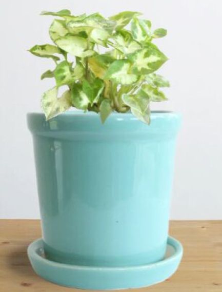 Syngonium Pixie Small Plant