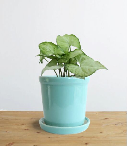 Syngonium Silver Pearl (Small)