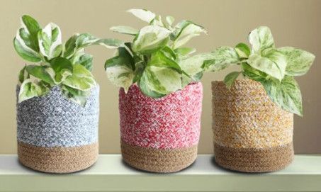 Variegated Triplets Combo Plant