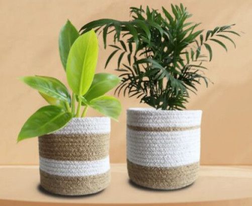 Vibrant Green Duo Plant