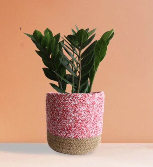 Zz Green Medium Plant