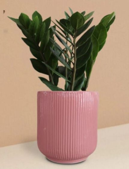 Zz Green Plant In Ceramic Pot (Medium)