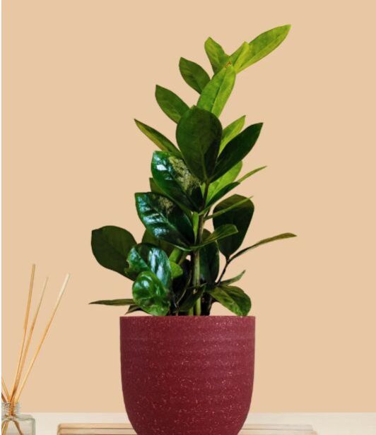 Zz Green Plant (Small) In Eco Pot