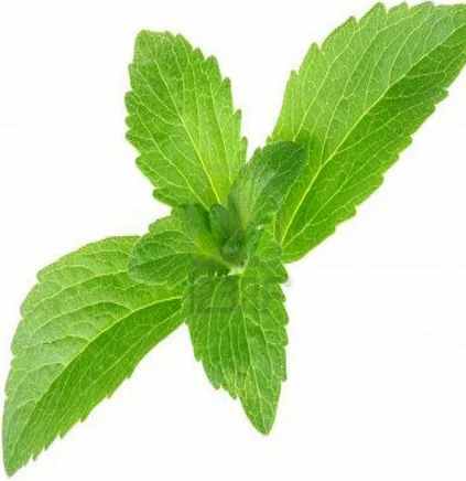 Stevia Leaf